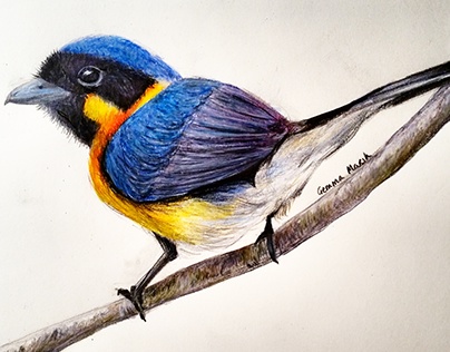 Spectacled Monarch illustration colored pencil
