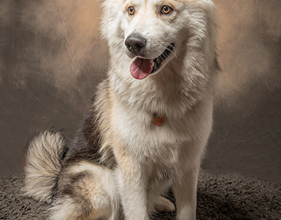 Husky Puppy Portraits