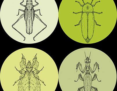 Grasshopper, Firefly, Leaf Insect, Mantis, Cicada ....