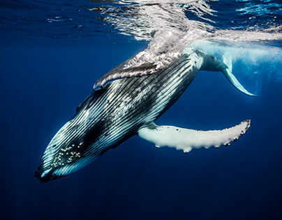 Project thumbnail - Humpback Whales of French Polynesia