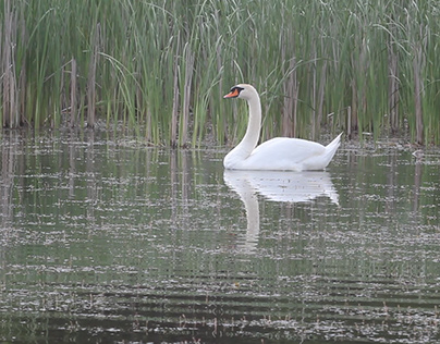 Swan on a pond,flapping his wings