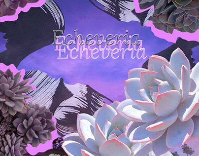 Collage Echeveria (no description)