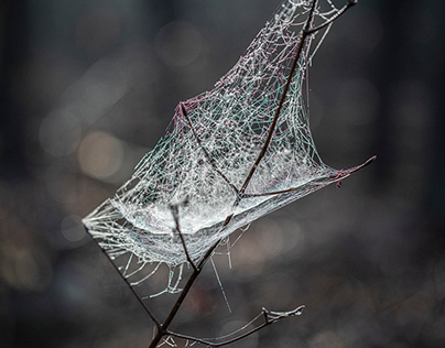 Spider’s Webs in Morning Dew