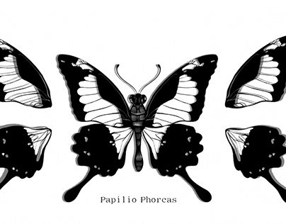 Papilio Phorcas