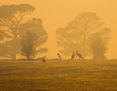 bushfire haze