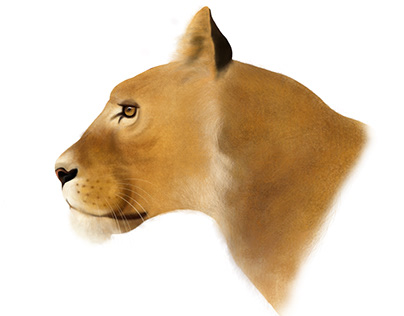 Lioness anatomy Illustration