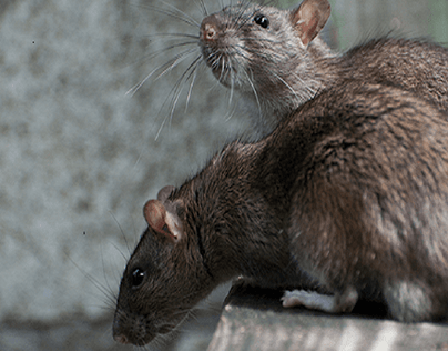 Rodent Control Palmerston North
