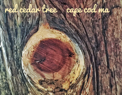 red cedar tree cut detail