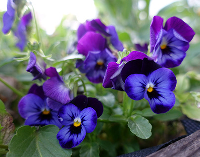 The beauty of pansies