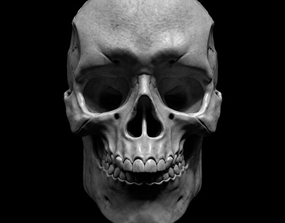 Study: Anatomy of Skull
