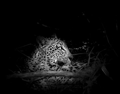 Leopard / BOTSWANA
