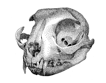 Cats skull