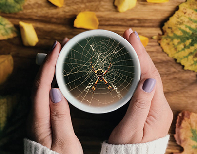 Spider in a Teacup