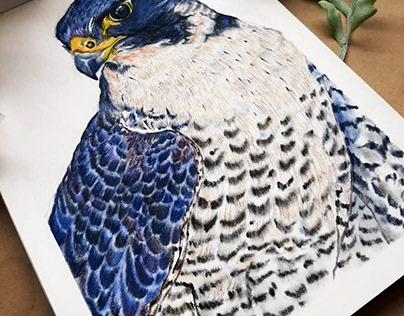 Peregrine Falcon, Soft Pastel