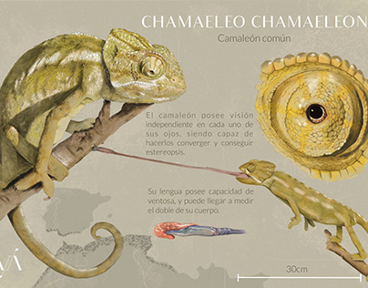 Infografía camaleón común