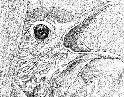 Bird Illustrations I - II