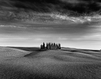The Cypresses of San Quirico D'orcia