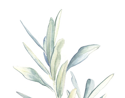 Botanic Illustrations