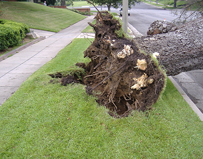 Tree Removal Northbridge