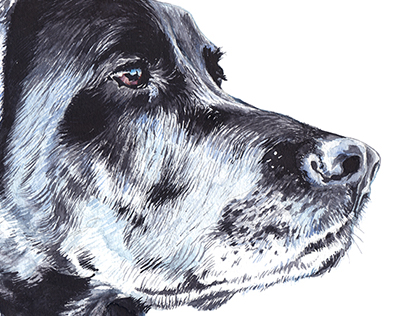 Dog portrait - Pet illustration- watercolor