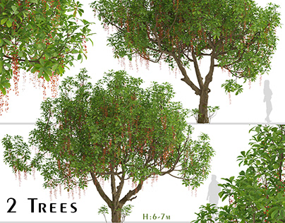 Set of Barringtonia acutangula Trees (Itchy Tree)