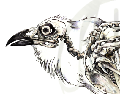 Corvus corax: Common Raven Skeleton