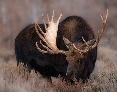 Bull Moose in Grand Teton