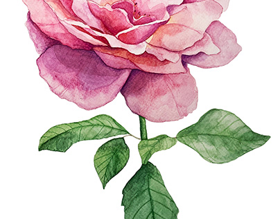 Flower Watercolor Illustration
