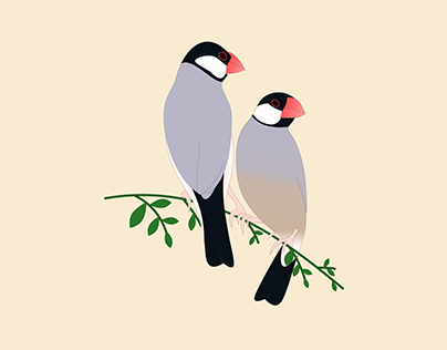 Java Sparrows