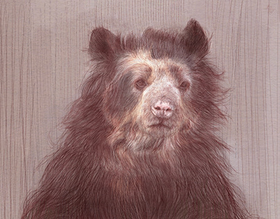 Andean/Spectacled Bear