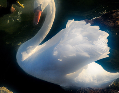 Swan Melody 15