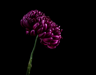 Purple Chrysanthemum *