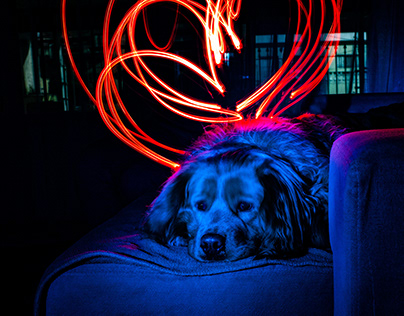 Light Painting - Dog Love
