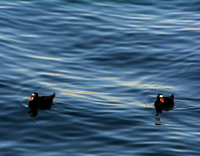 Ducks Floating
