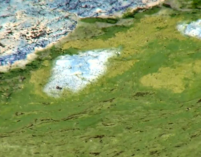 Toxic Algae Blooms in Montana Waters
