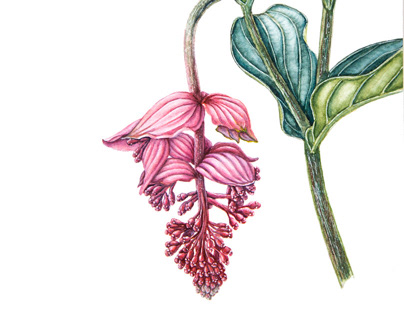 Medinilla botanical watercolor illustration