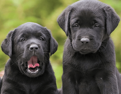 Cute Looking Labrador Dogs