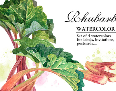 Set of 4 watercolor botanical illustrations of Rhubarb