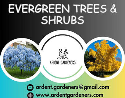 Evergreen Trees & Shrubs