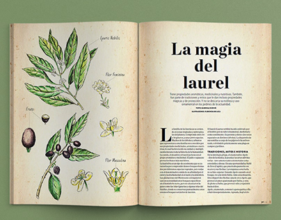 Ilustración editorial Botánica, Botany Illustration