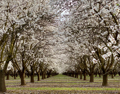 Blossom season in California’s Central Valley