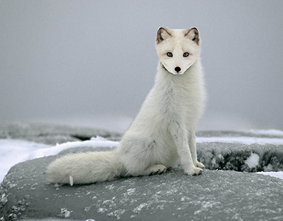 Arctic Fox?