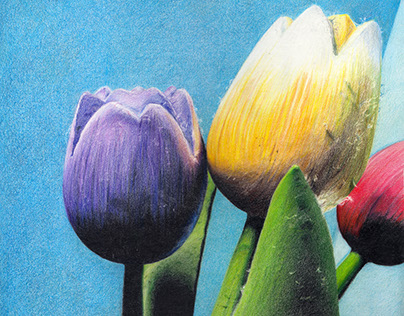 Wood Tulips Prismacolor Colored Pencils