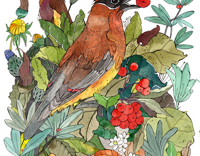 Cedar Waxing Bird Illustration