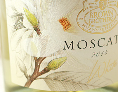 Magnolia sketches for moscato labels