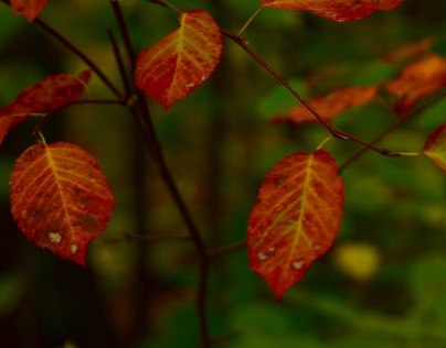 Autumn Leaf III