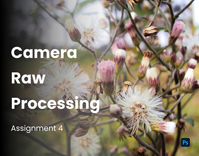 Camera Raw Processing