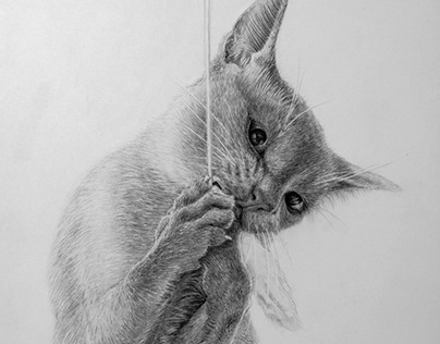 Pencil drawing - Tonkinese cat