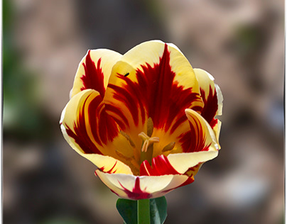 Un mondo di tulipani e narcisi