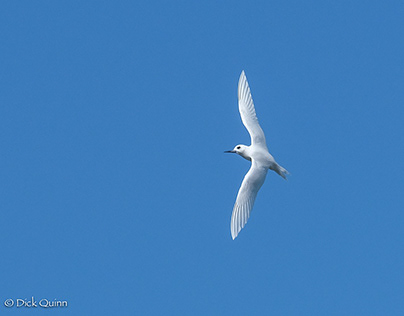 White Fairy Tern Flyers